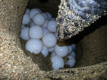 High angle view of crab on sand