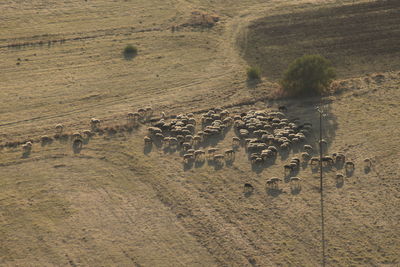 High angle view of sheep on landscape