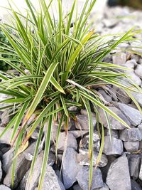 Close-up of plant growing on field