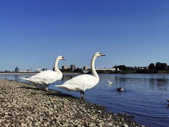 Swan on lake against clear sky