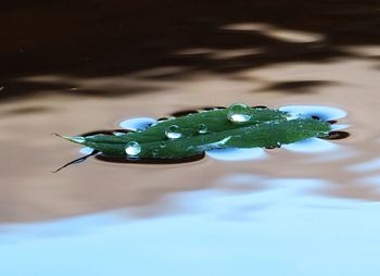 Close-up of water drops on leaf