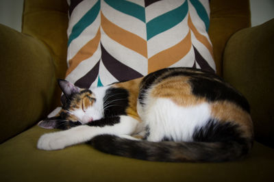 Close-up of cat sleeping