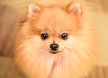 Close-up portrait of pomeranian dog