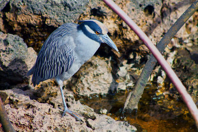 Bird perching on rock