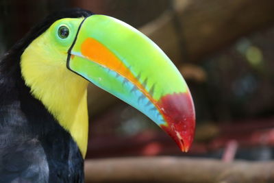 Close-up of a bird