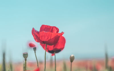 Close-up of red rose against blurred background