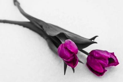 Close-up of flower over white background