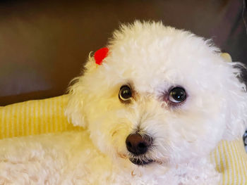 Close-up portrait of a dog