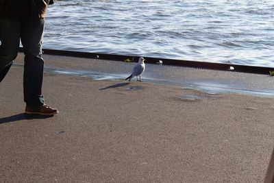 Seagull flying over sea