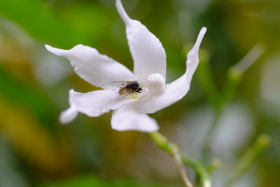 Close-up of insect on white flower