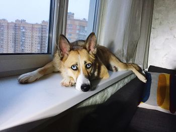 Portrait of dog relaxing on window