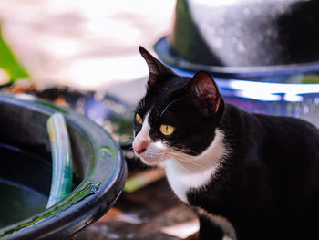 Close-up of cat looking away