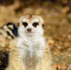 Close-up portrait of meerkat