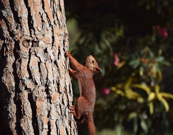 Close-up of squirrel on tree trunk