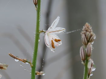 Close-up of white flowering plant