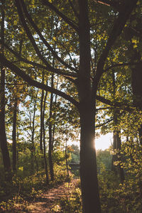 Trees growing on field