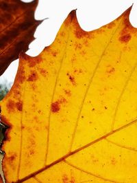 Close-up of yellow leaf