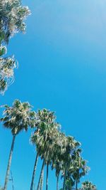 Low angle view of palm trees against clear blue sky