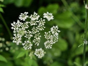 Close-up of white flowering plant