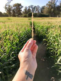 Cropped hand holding plant in field