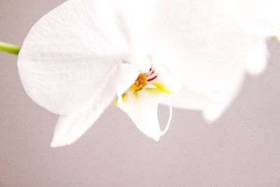 Close-up of white orchid