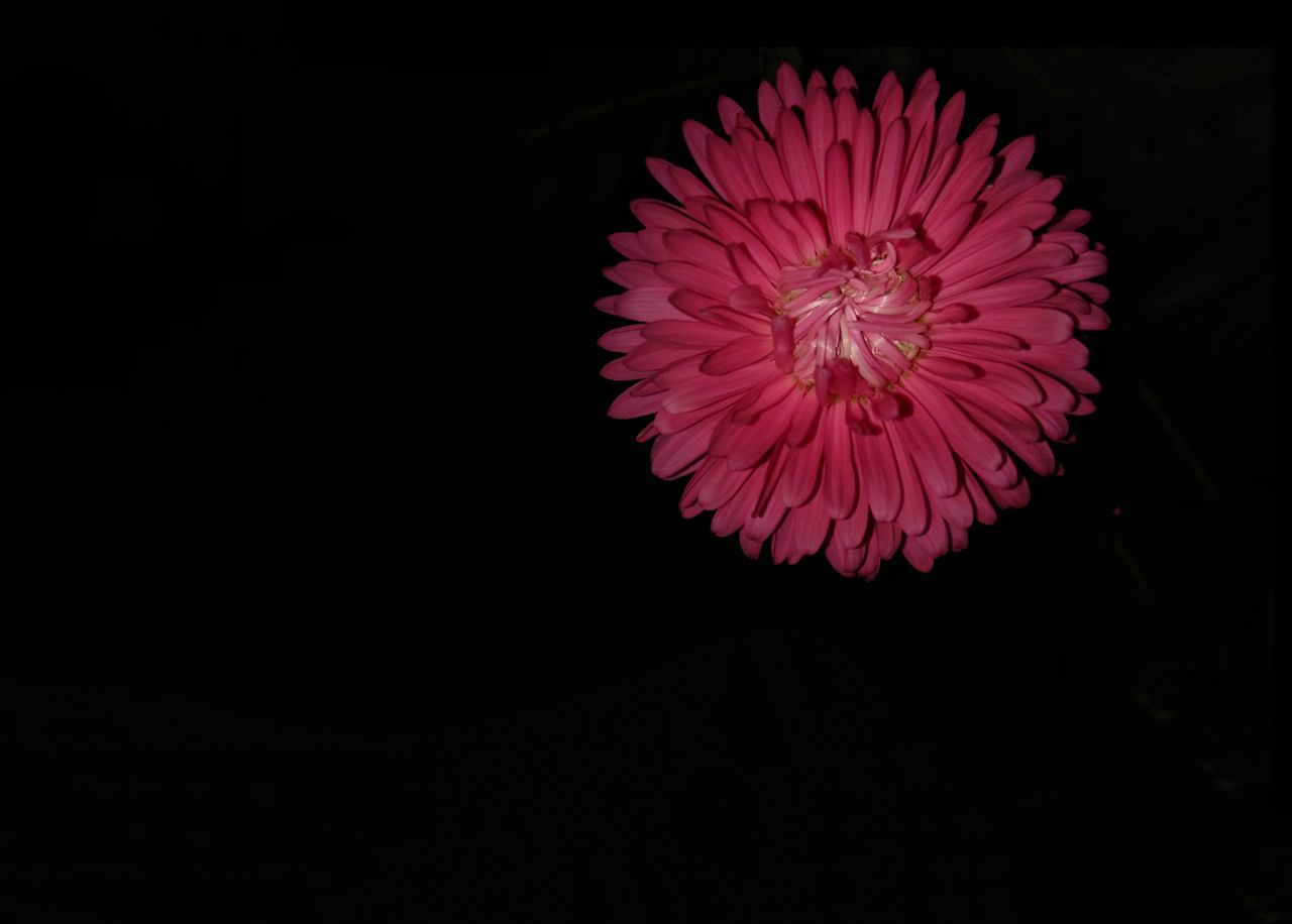 CLOSE-UP OF PINK FLOWER