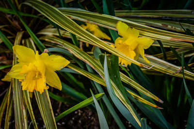 Close-up of yellow daffodil flowers