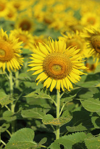 Close-up of yellow flowering plant