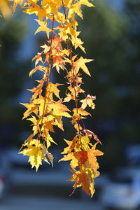 Close-up of yellow maple leaves on tree