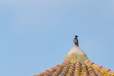 Low angle view of bird perching on roof against clear sky