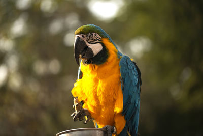 The blue and yellow macaw eating a nut in the zoo.