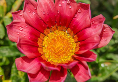 Close-up of pink flower