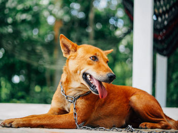 Close-up of dog