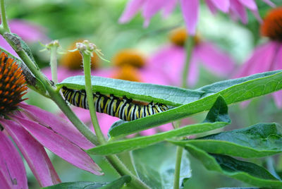 Close-up caterpiller on leaves 