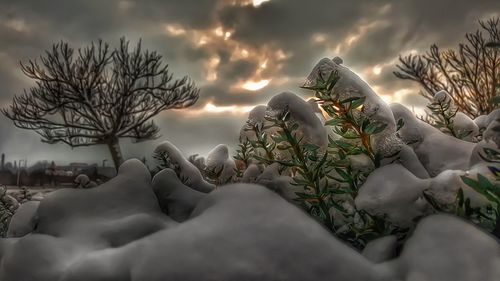 Close-up of bare tree against sky during winter