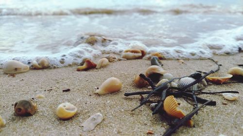 Close-up of shells on beach