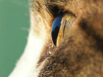 Close-up of human eye