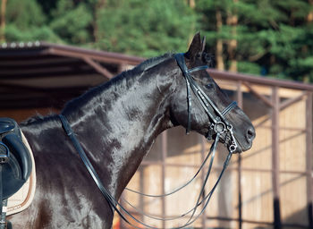 Close-up of horse