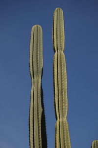 Low angle view of cactus against blue sky