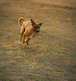 Dog running on field