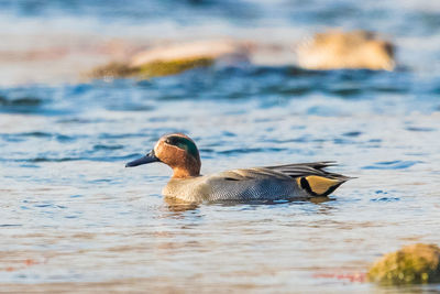 Duck swimming in lake