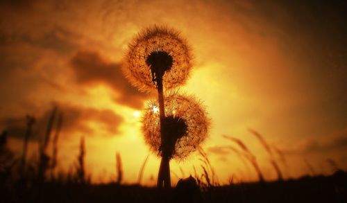 Close-up of dandelion flower at night