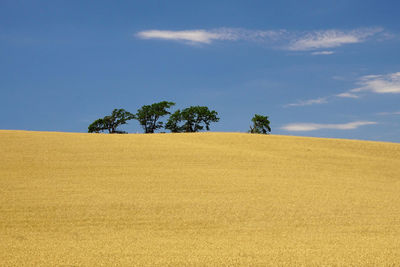 Trees on field against sky