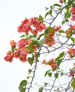 Low angle view of flowering tree against sky