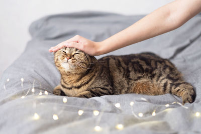 The hostess is stroking her cat. the cat is lying on the bed with christmas lights. 