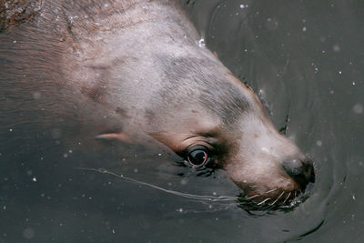 Sea lion swimming in sea