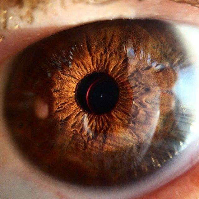 close-up, human eye, sensory perception, eyelash, eyesight, extreme close-up, eyeball, indoors, part of, one animal, iris - eye, extreme close up, selective focus, macro, animal themes, circle, detail