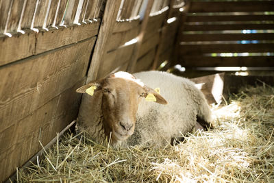 Sheep relaxing on hay in pen