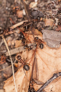 Close-up of ant on dry leaf on field