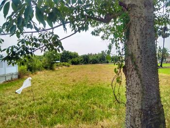 Trees on field against sky